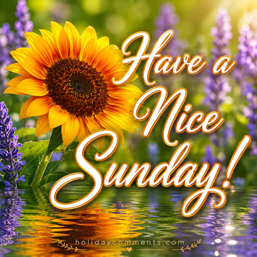 Have a Nice Sunday Sunflower Sunday image to share